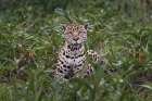 Jaguar along the river banks of Cuiaba River, Pantanal, Brazil. Art Print